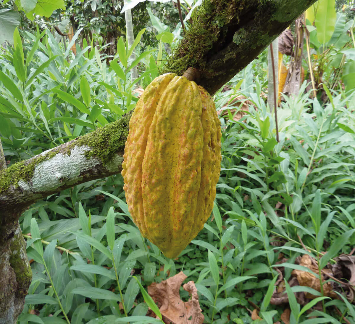 Cabosse de cacao pour Tablette de cacao cru bio et équitable 82% Cabosse de cacao pour Tablette de cacao cru bio et équitable 82%