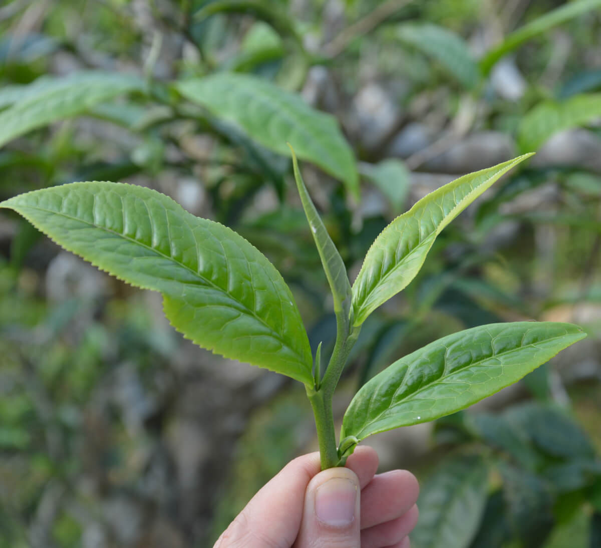 Thé Vert Bio à la Menthe en Vrac - Les Infuthés 