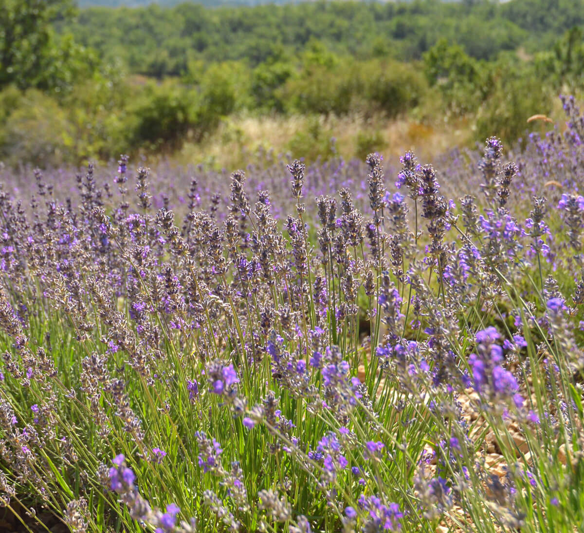 Huile essentielle de lavande fine du Quercy BIO