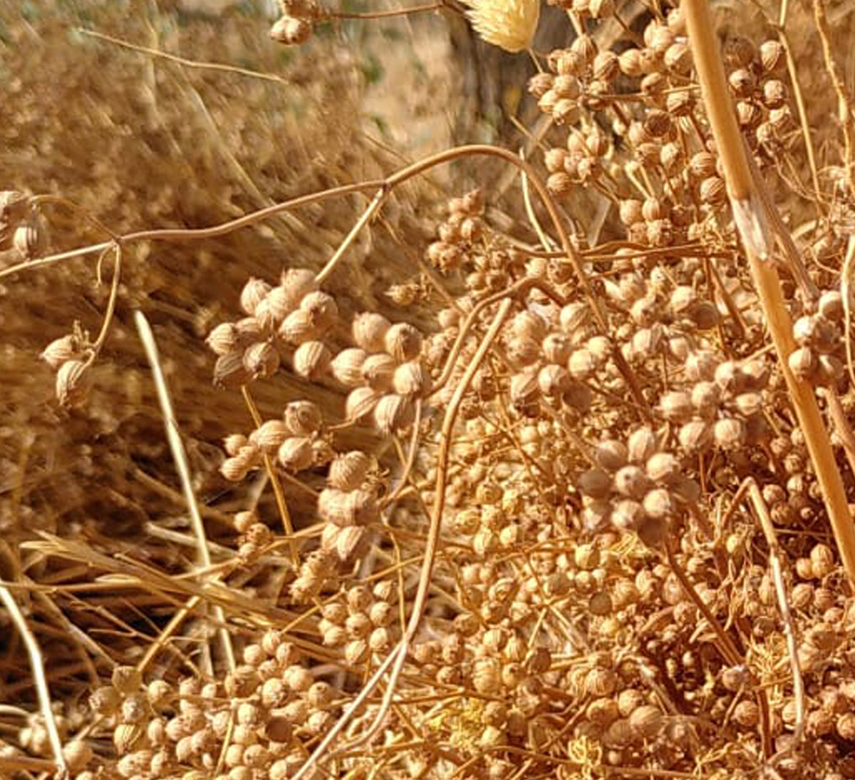Coriandre graines bio de Tunisie issue du commerce équitable