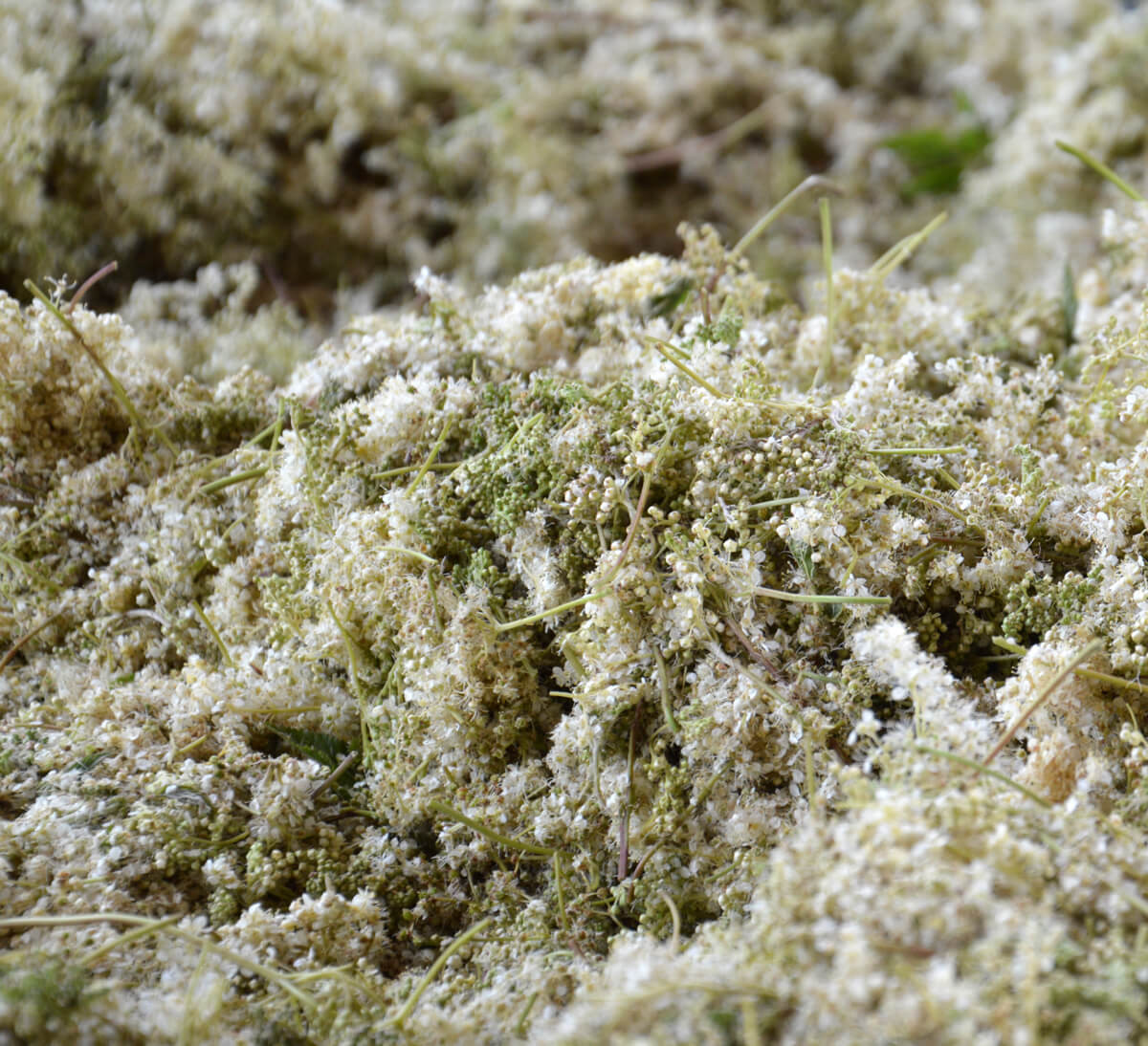 cueillette sauvage sureau bio SICARAPPAM