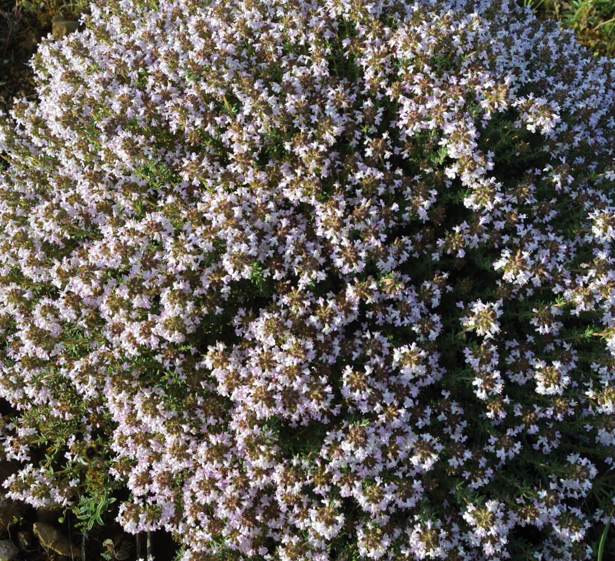 culture artisanale thym bio SICARAPPAM