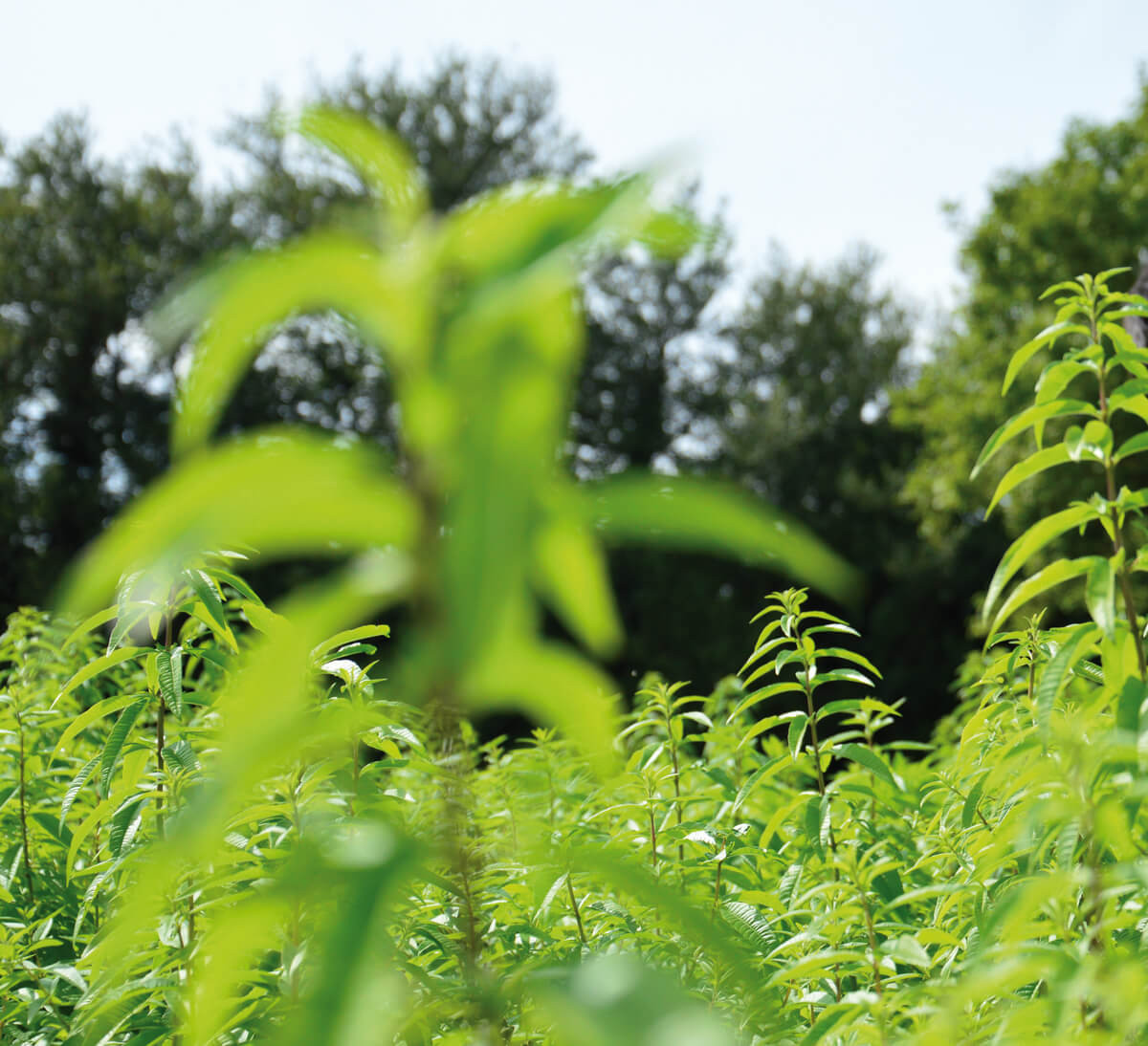 culture artisanale verveine bio SICARAPPAM