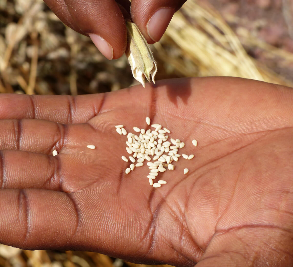 Récolte graine de sésame bio complet issu du Commerce Equitable -Ethiquable Récolte graine de sésame bio complet issu du Commerce Equitable -Ethiquable