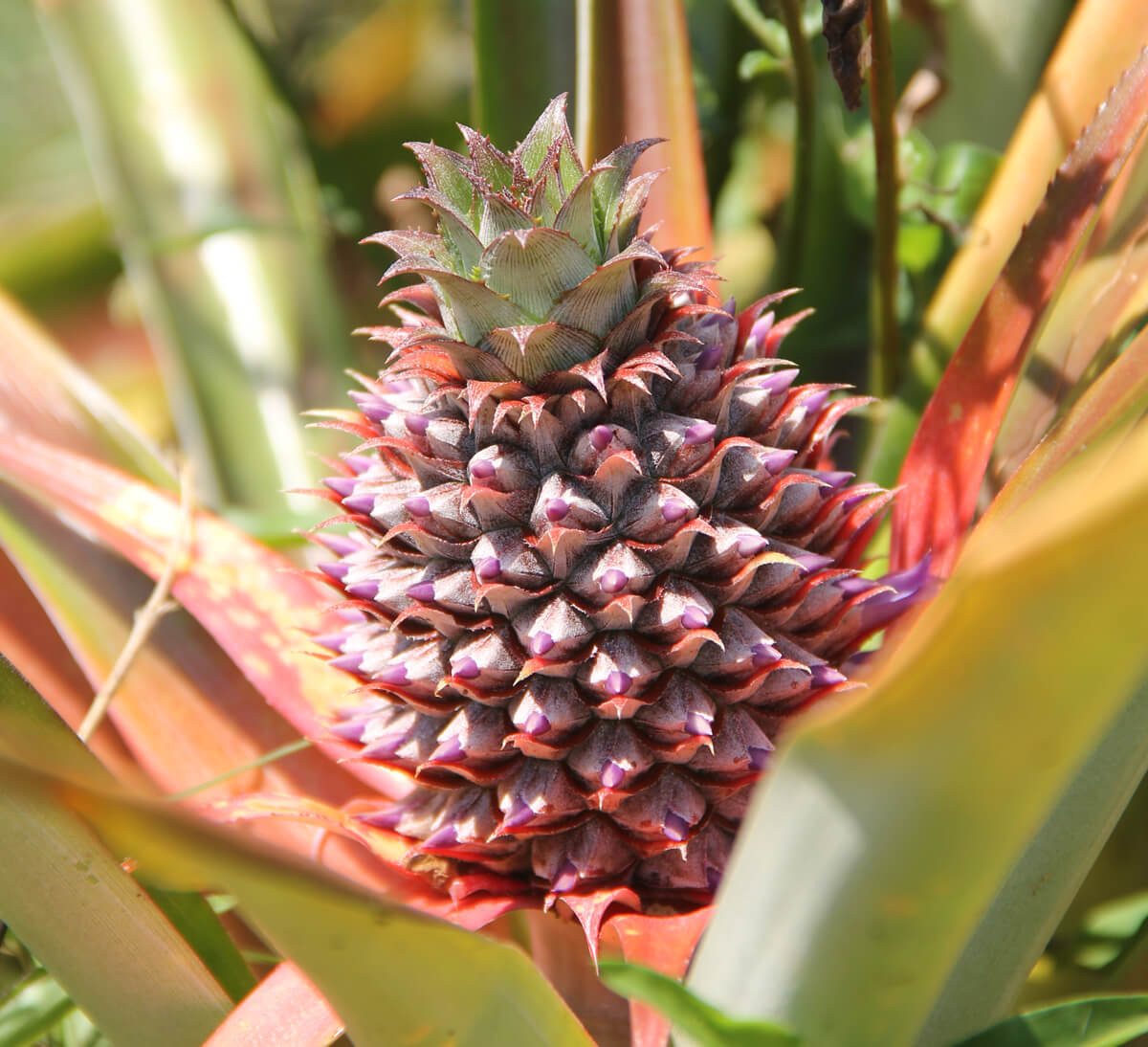 ananas agriculture biologique commerce équitable Madagascar ananas agriculture biologique commerce équitable Madagascar