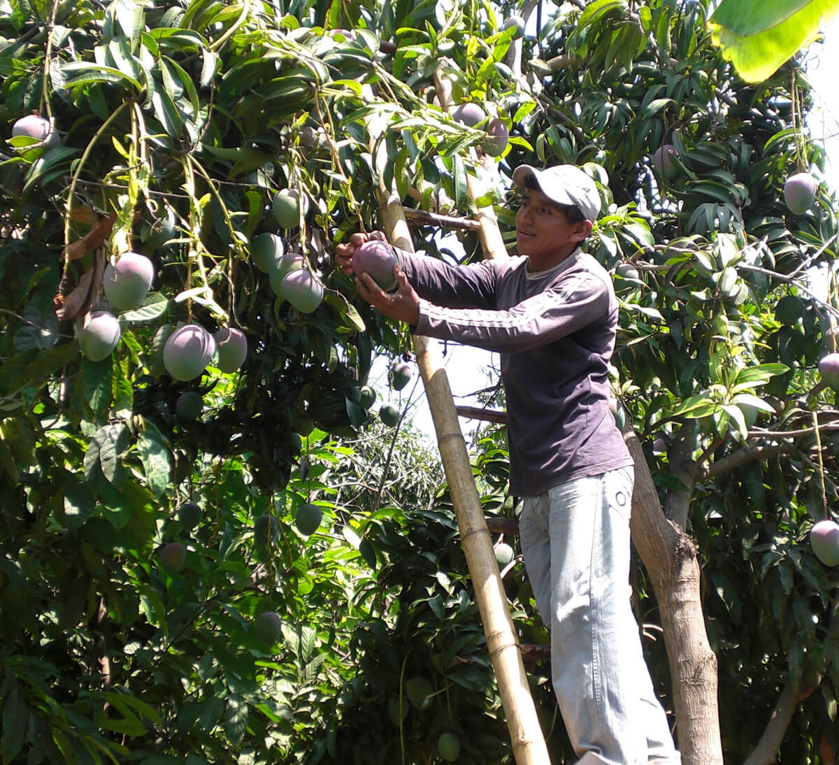 producteur mangue agriculture biologique commerce équitable équateur producteur mangue agriculture biologique commerce équitable équateur