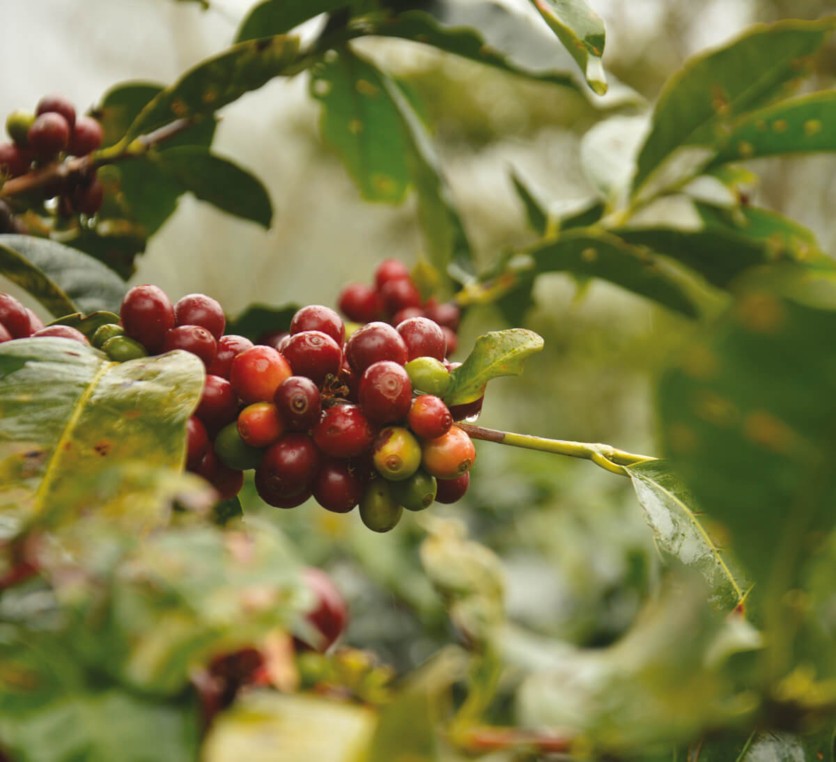 Cerises café pur arabica moulu du Pérou et de Bolivie bio et équitable, format 500g Cerises café pur arabica moulu du Pérou et de Bolivie bio et équitable, format 500g
