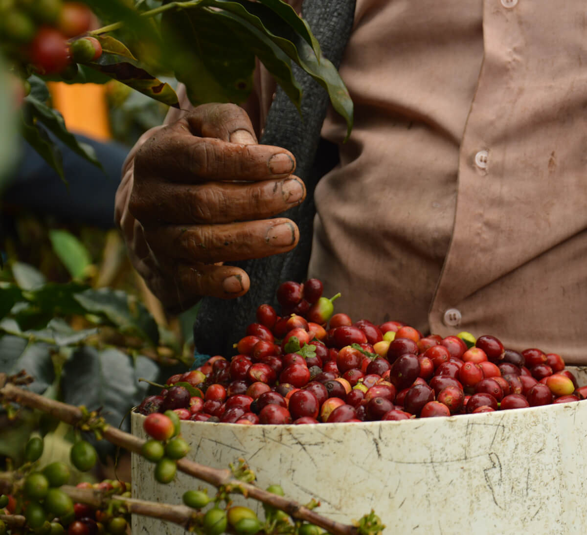 Récolte de cerises de café pur arabica moulu du Pérou et de Bolivie bio et équitable, format 500g Récolte de cerises de café pur arabica moulu du Pérou et de Bolivie bio et équitable, format 500g
