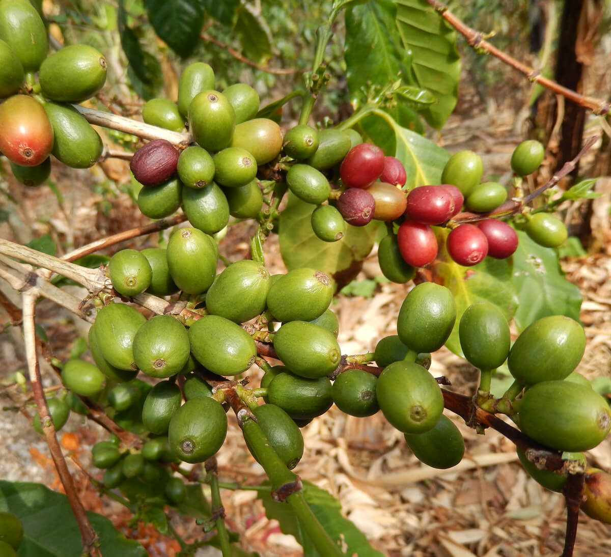 cerise café sur branche caféier congo