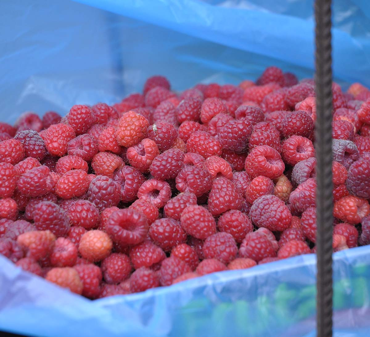 récolte framboise bio et équitable monts du lyonnais tartinable récolte framboise bio et équitable monts du lyonnais tartinable