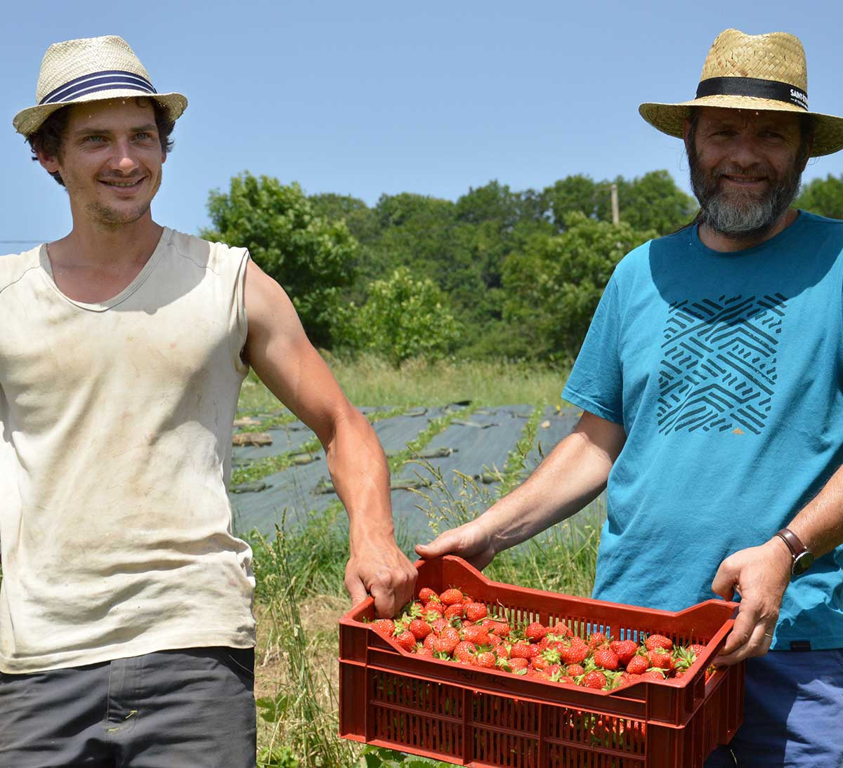 producteurs fraises plein champ bio des Monts Lyonnais producteurs fraises plein champ bio des Monts Lyonnais