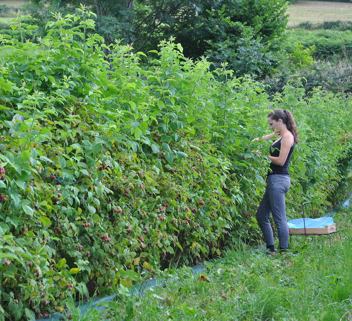 récolte framboise Monts Lyonnais bio et équitable récolte framboise Monts Lyonnais bio et équitable