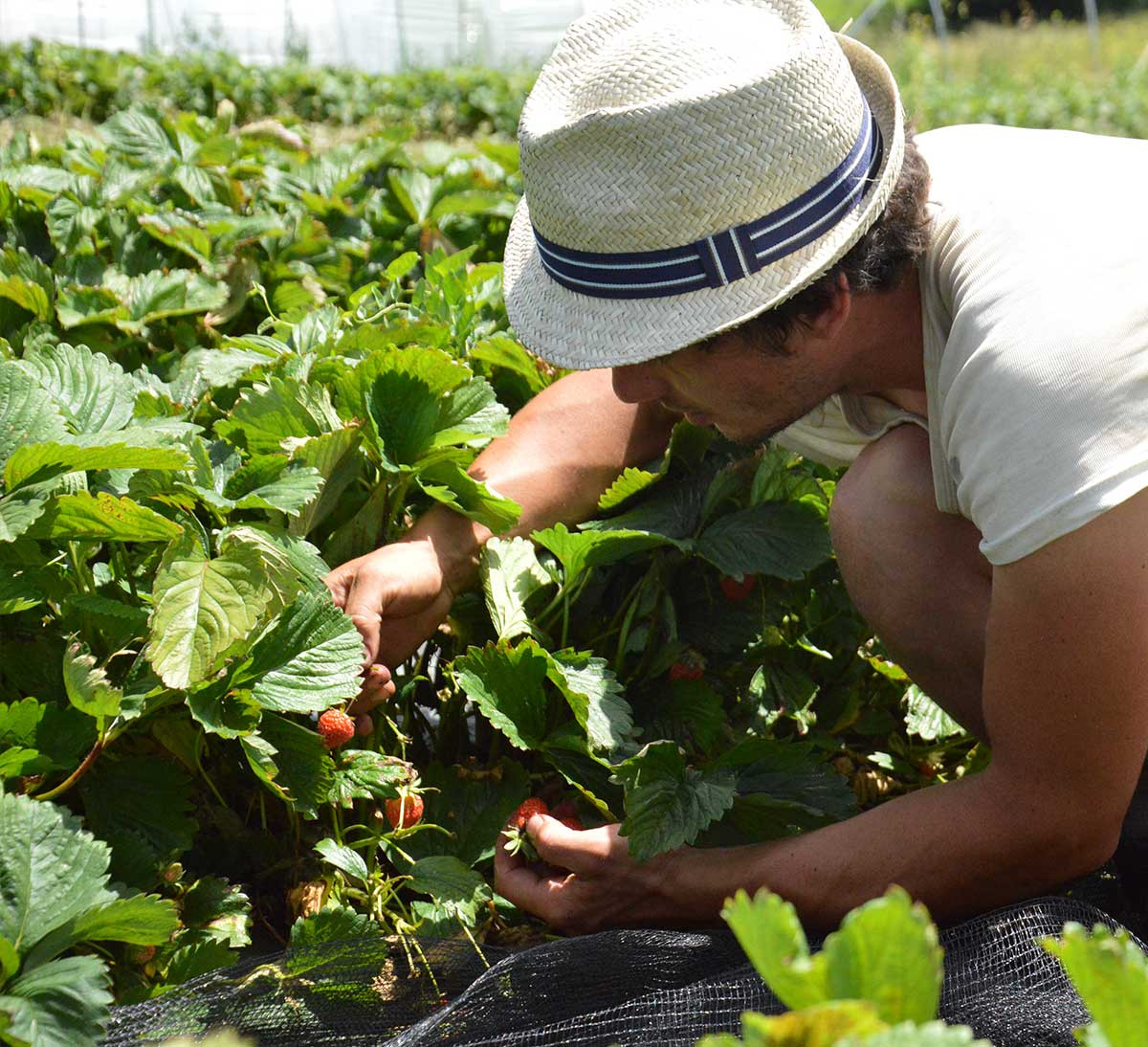 récolte fraise Monts Lyonnais bio et équitable récolte fraise Monts Lyonnais bio et équitable