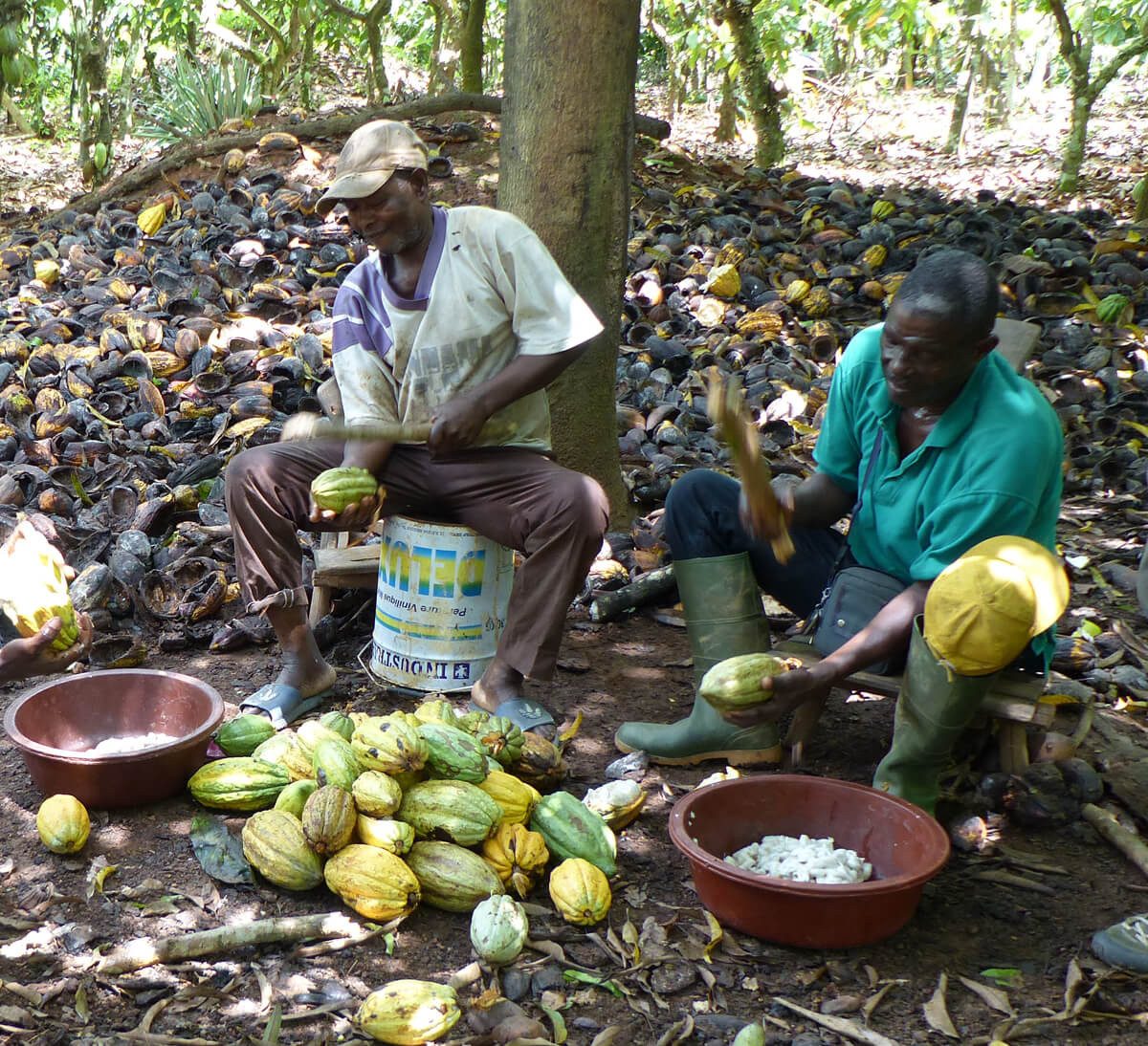 Producteurs de cacao de la coopérative SCEB en Côte d'Ivoire