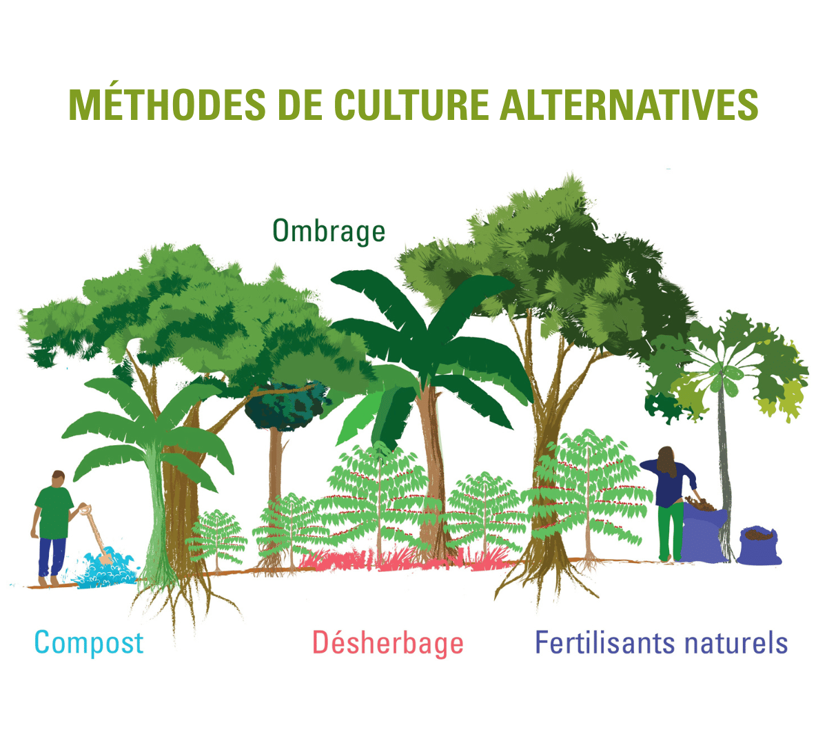 Schéma parcelle de café en agroforesterie