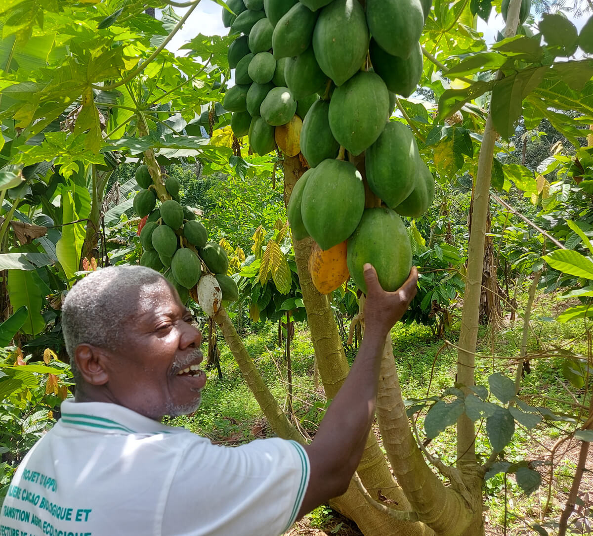 Producteur de la coopérative Union Atsemawoe au Togo devant un cacaoyer - Ethiquable Producteur de la coopérative Union Atsemawoe au Togo devant un cacaoyer - Ethiquable