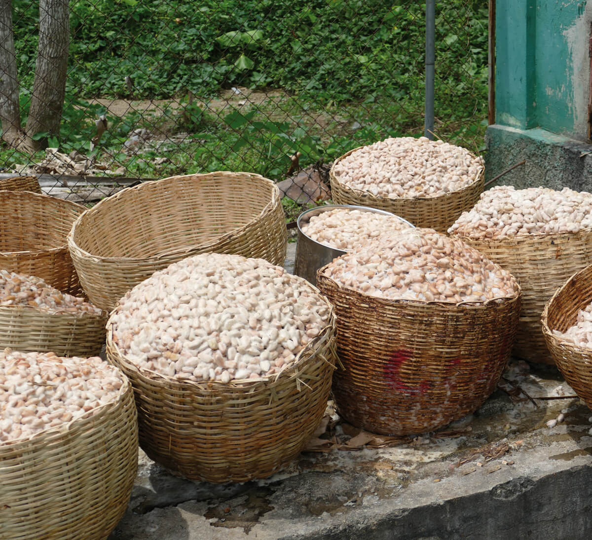 Fèves de cacao pour Tablette chocolat noir bio 72% de cacao d'Haïti et du Pérou équitable