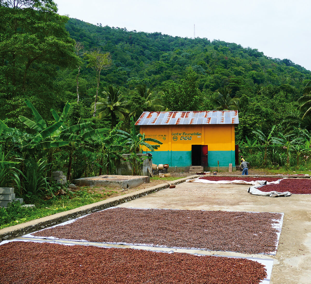 Séchage des fèves de cacao pour tablette chocolat noir bio 72% de cacao d'Haïti et du Pérou équitable