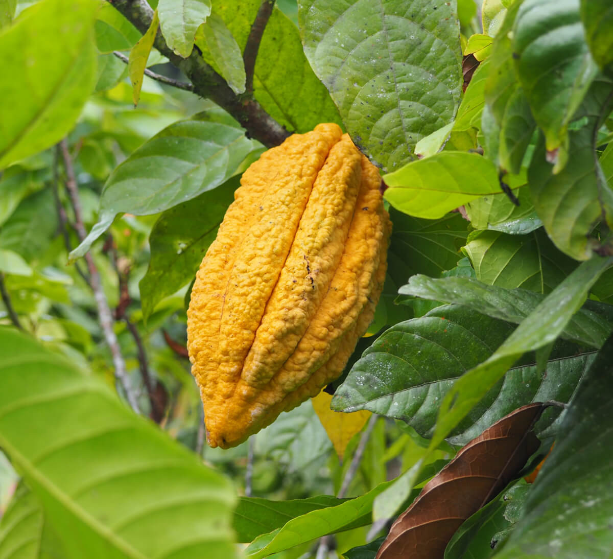 Cabosse de cacao bio et équitable d'une coopérative en Équateur - Ethiquable Cabosse de cacao bio et équitable d'une coopérative en Équateur - Ethiquable