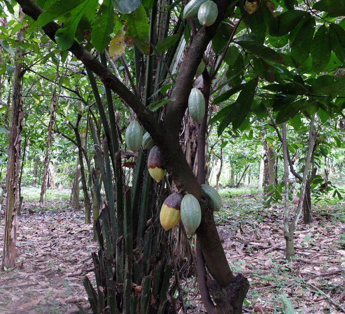 Cacaoyer de la coopérative bio et équitable Union Atsemawoe au Togo - Ethiquable Cacaoyer de la coopérative bio et équitable Union Atsemawoe au Togo - Ethiquable