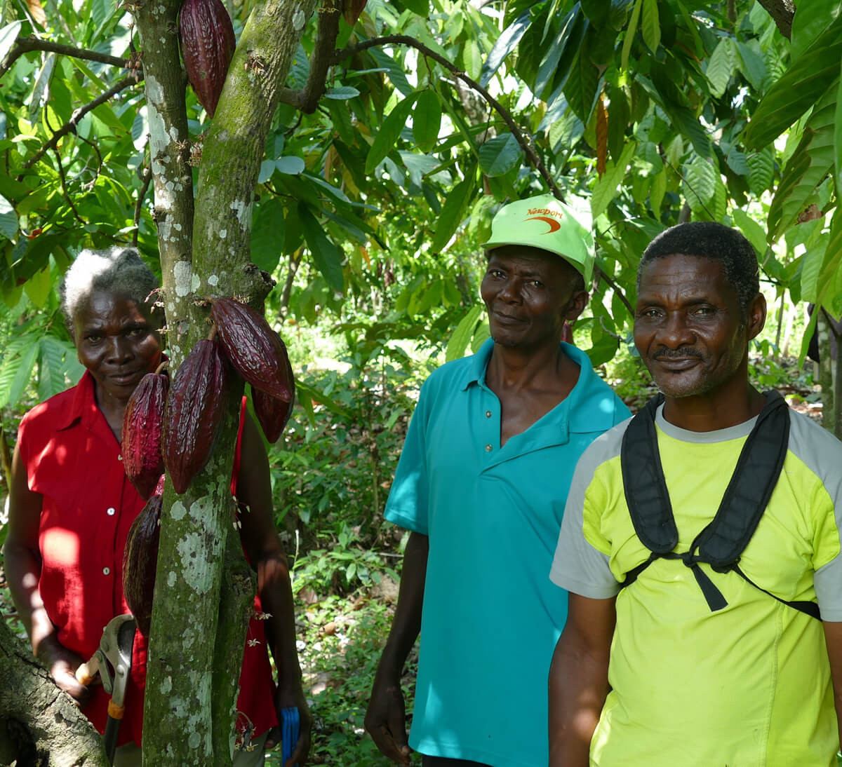 Producteurs de cacao bio et équitable de la coopérative FECCANO en Haïti - Ethiquable Producteurs de cacao bio et équitable de la coopérative FECCANO en Haïti - Ethiquable