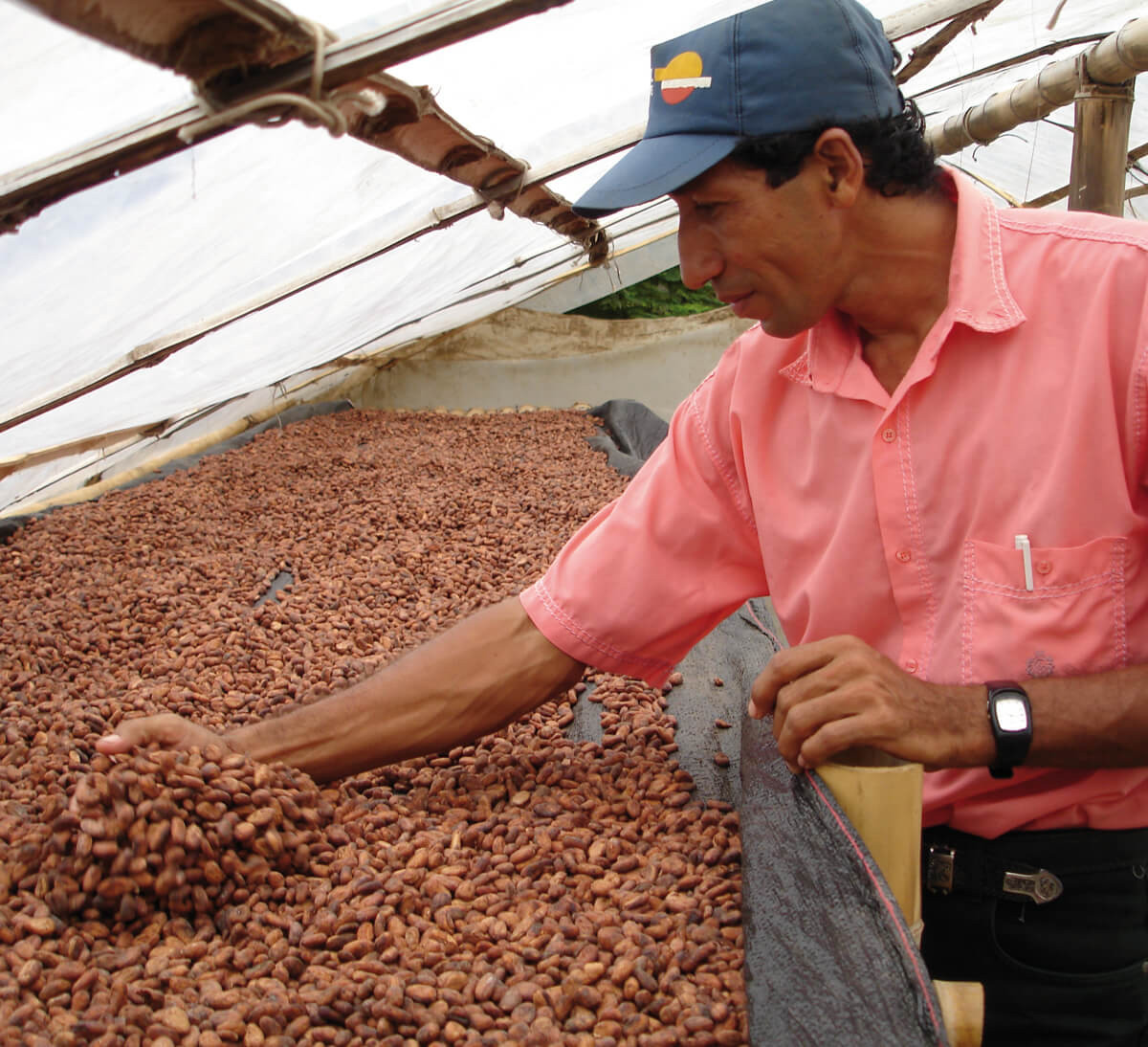 Producteur de cacao bio et équitable de la coopérative NORANDINO au Pérou - Ethiquable