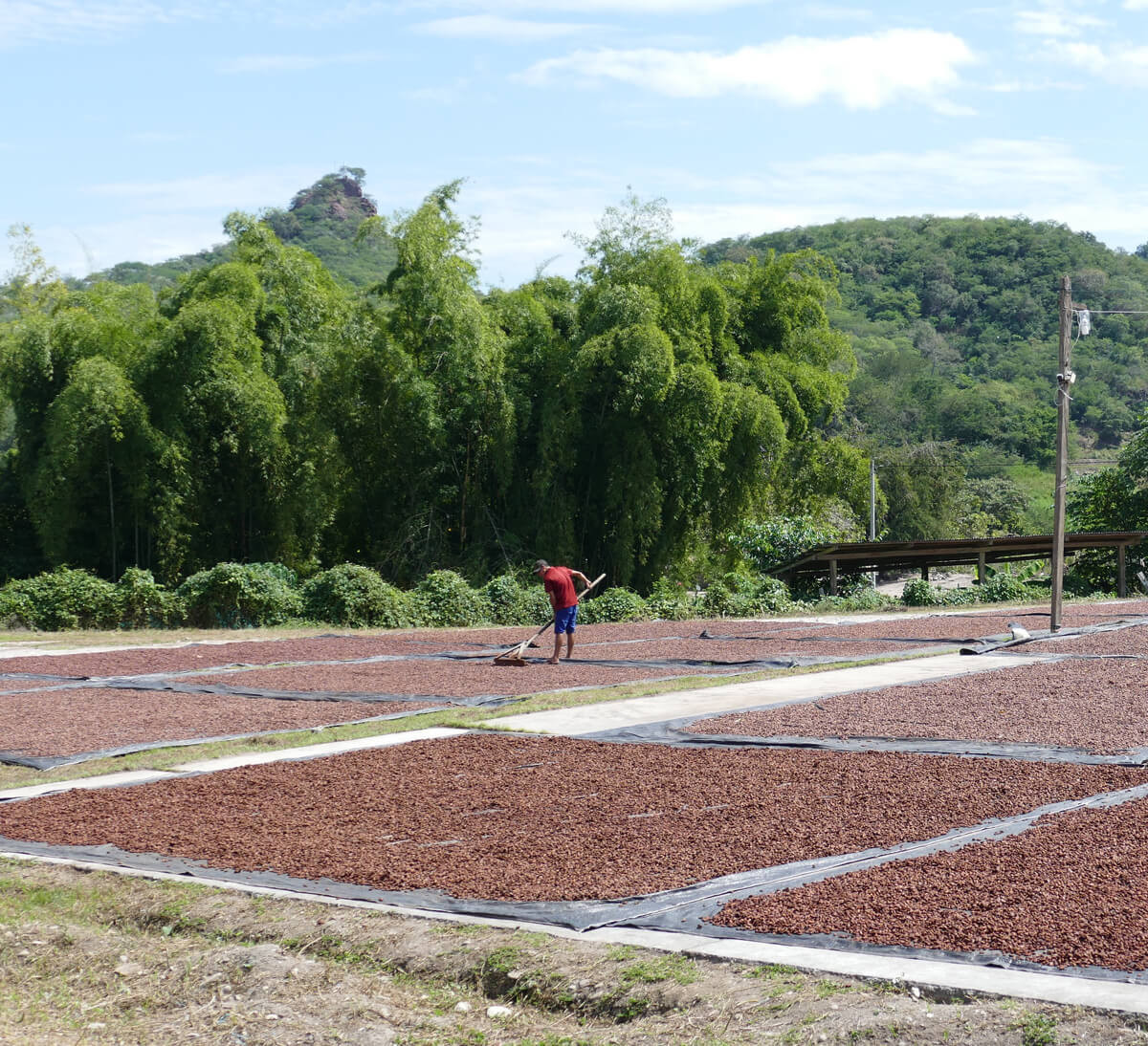 Production de cacao bio et équitable de la coopérative NORANDINO au Pérou - Ethiquable Production de cacao bio et équitable de la coopérative NORANDINO au Pérou - Ethiquable