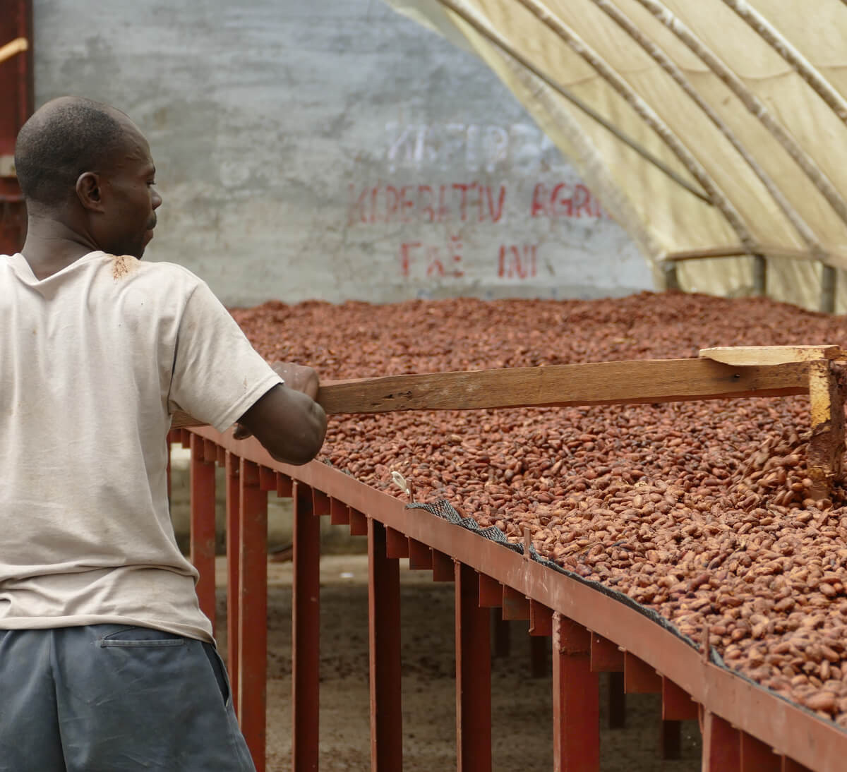 Production de cacao bio et équitable de la coopérative FECCANO en Haïti - Ethiquable
