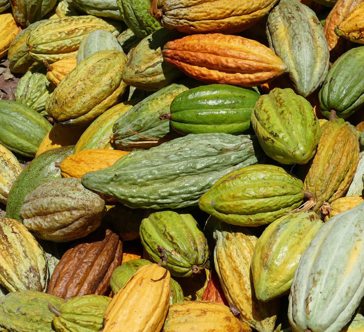 Cacao bio et équitable de la coopérative FECCANO en Haïti - Ethiquable