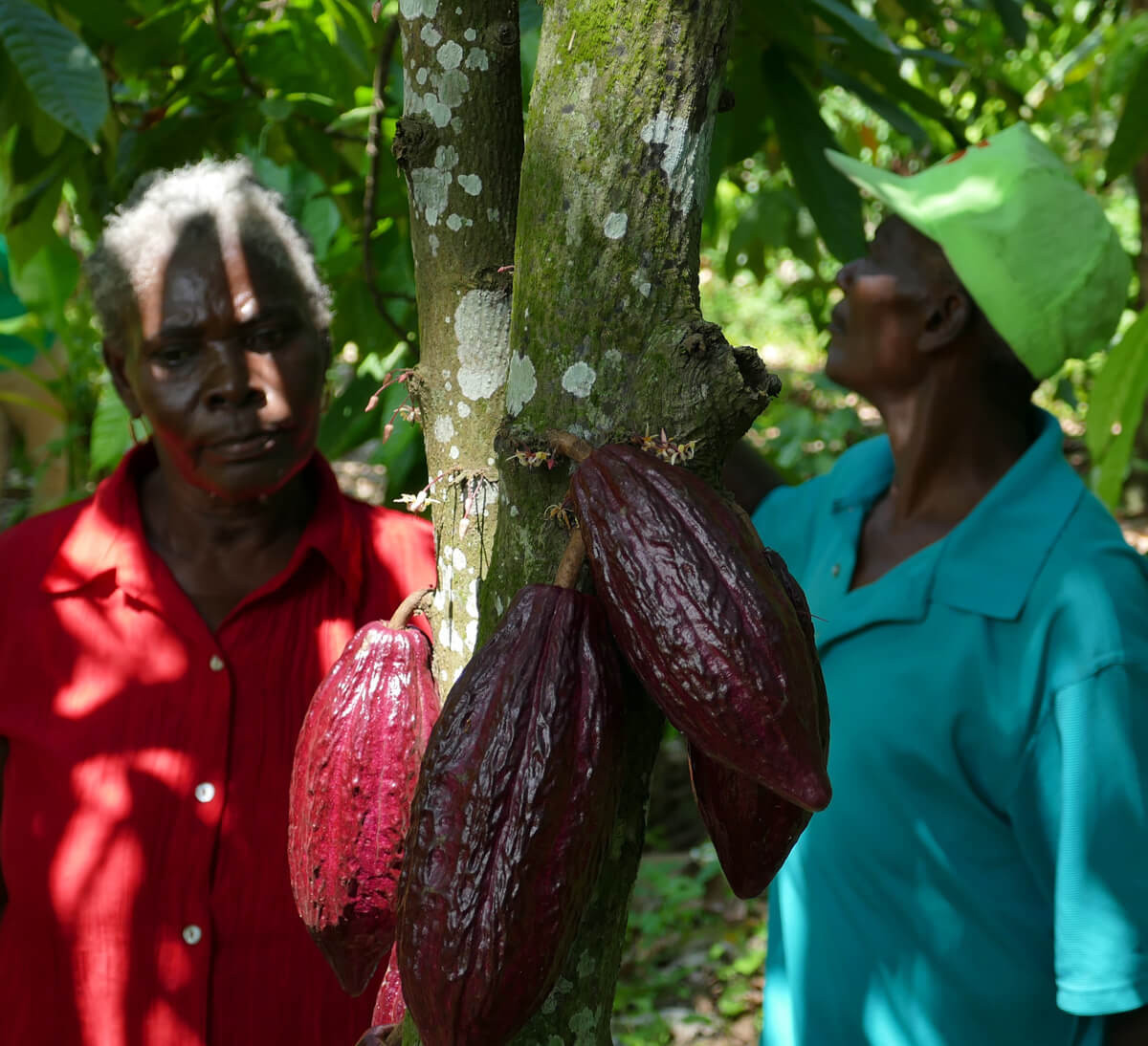 Producteurs de cacao bio et équitable de la coopérative FECCANO en Haïti - Ethiquable