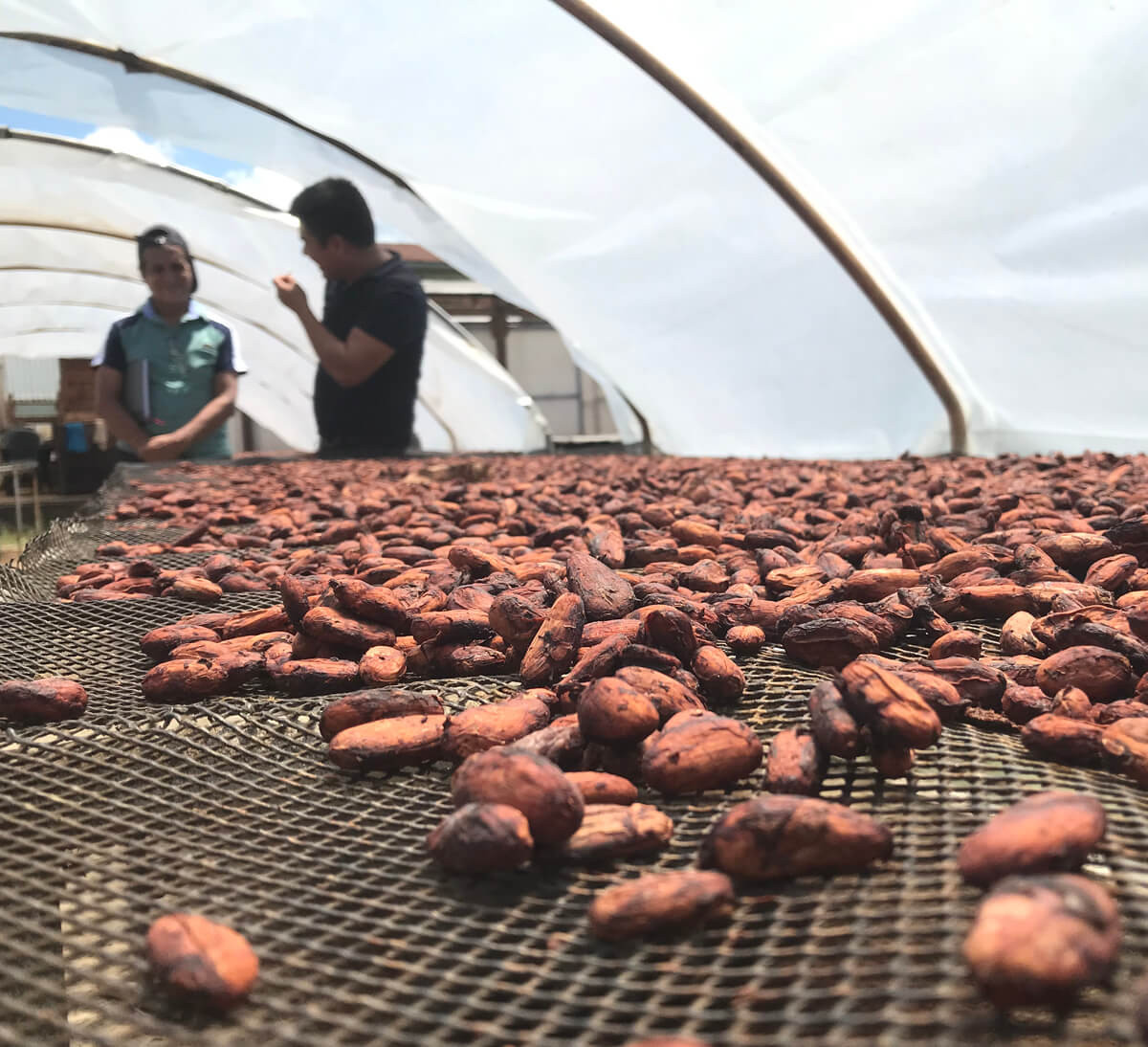 Production de cacao bio et équitable de la coopérative PANGOA au Pérou - Ethiquable Production de cacao bio et équitable de la coopérative PANGOA au Pérou - Ethiquable