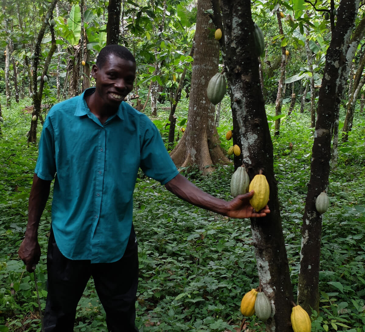 Producteur de cacao bio et équitable de la coopérative UNION ATSEMAWOE au Togo - Ethiquable