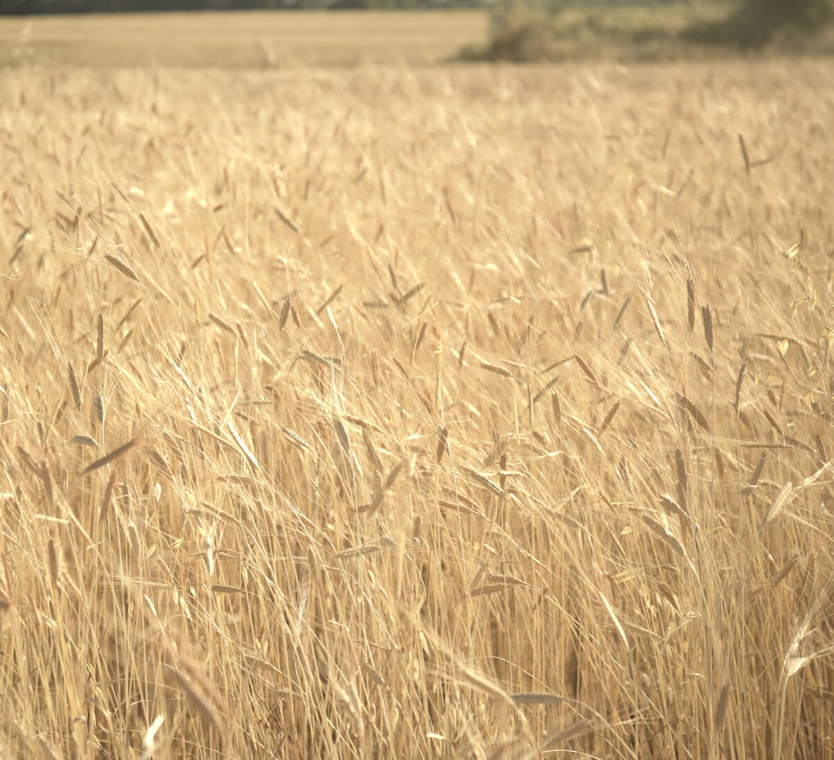 Champ de petit épeautre en Bretagne pour boisson sans caféine bio et équitable - Ethiquable