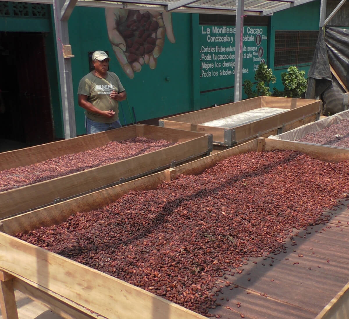 Séchage des fèves de cacao à la coopérative Cacao Nica au Nicaragua