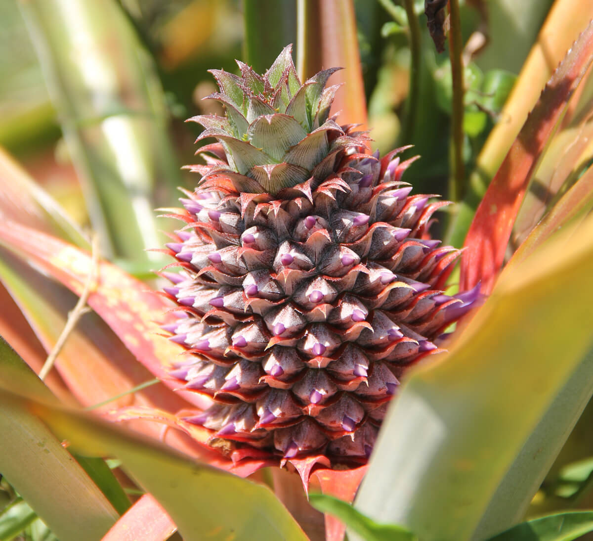 récoltre Ananas bio de Madagascar, issus du commerce équitable ethiquable