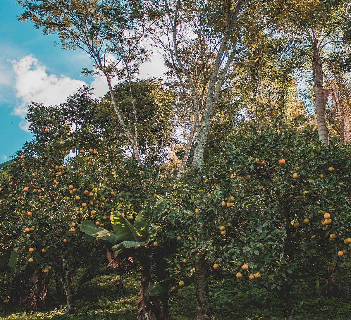 parcelle orangers bio équitable brésil ecocitrus ethiquable