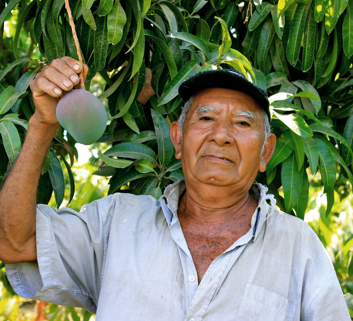 producteur de mangue bio équitable de la coopérative apromalpi ethiquable
