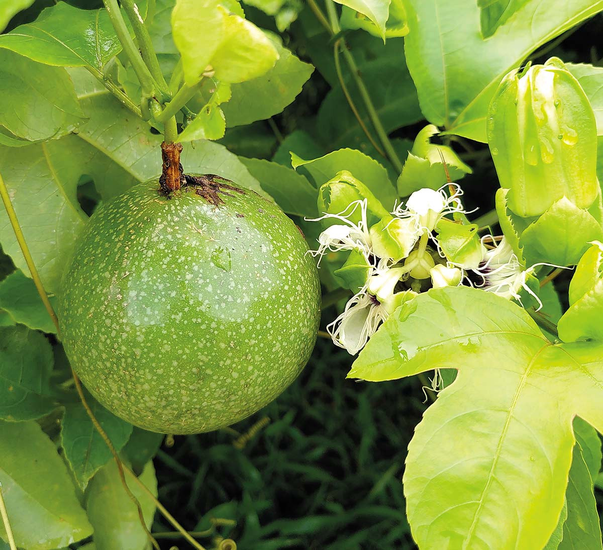 culture fruits de la passion bio équitable Madagascar ethiquable
