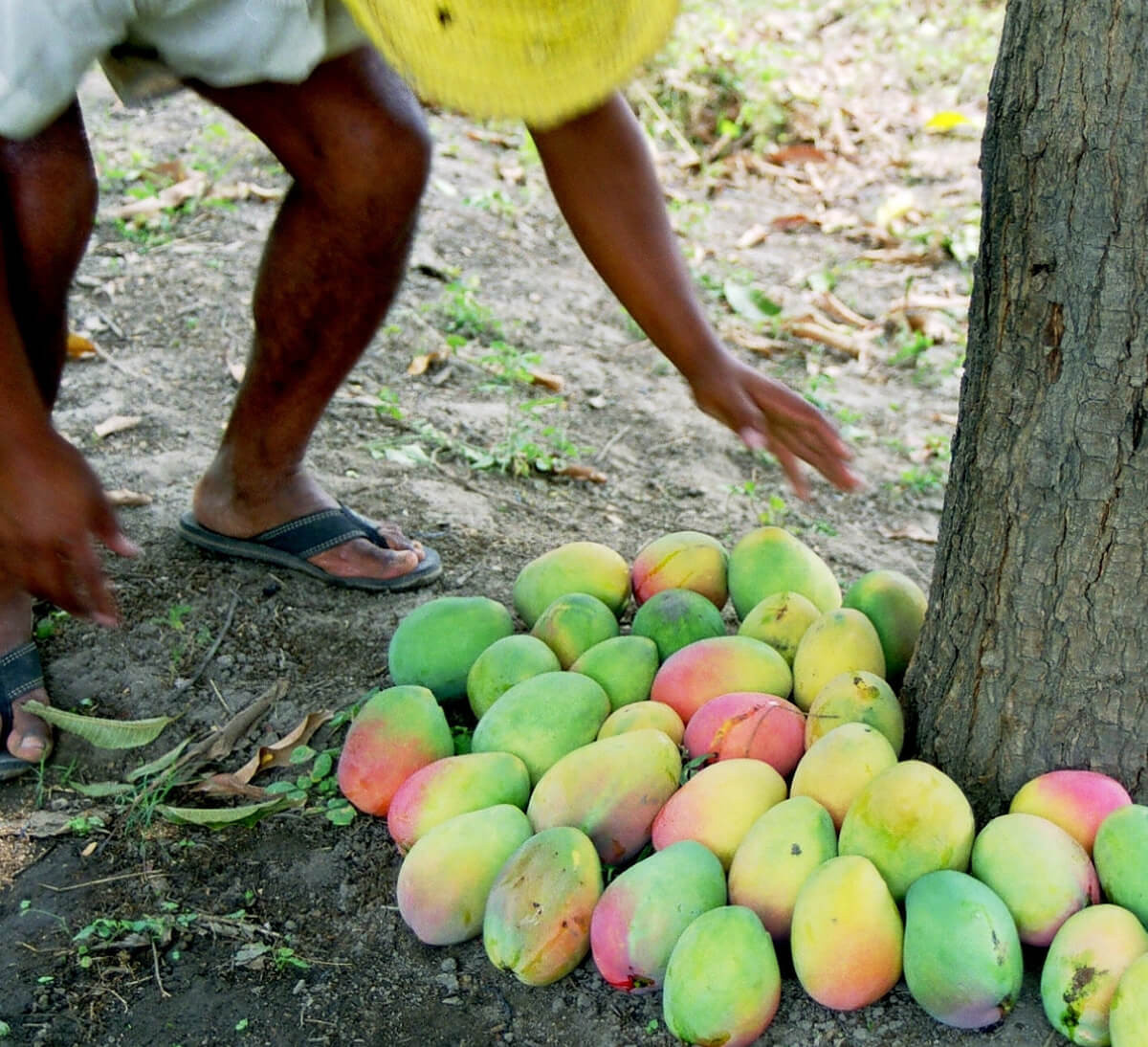 récolte mangue bio équitable Madagascar ethiquable