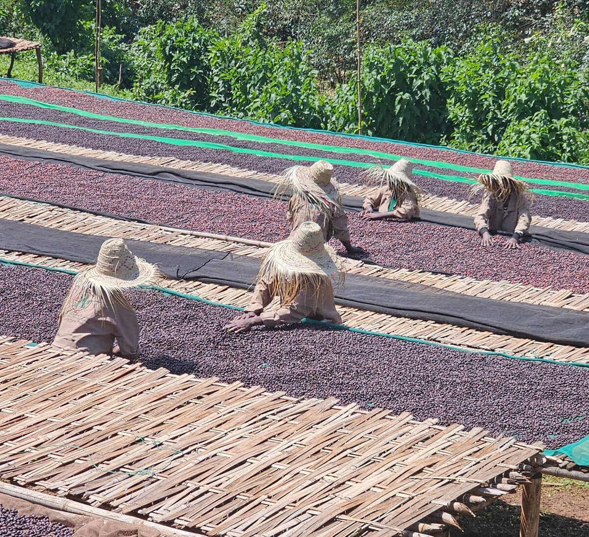 Séchage des cerises de café dans une coopérative d'Ethiopie - Ethiquable