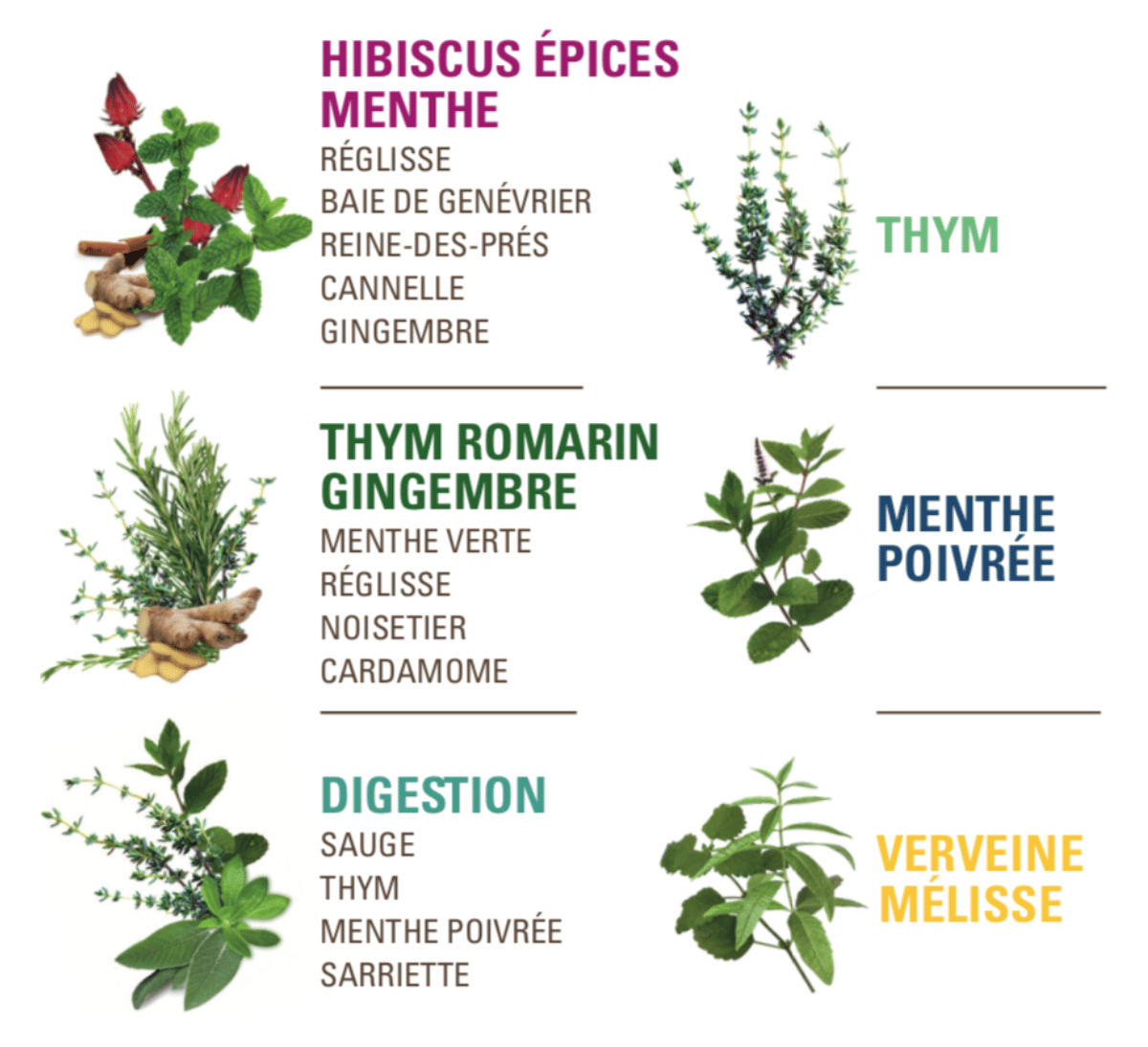 Liste des infusions du coffret de plantes françaises bio et équitable du Massif Central