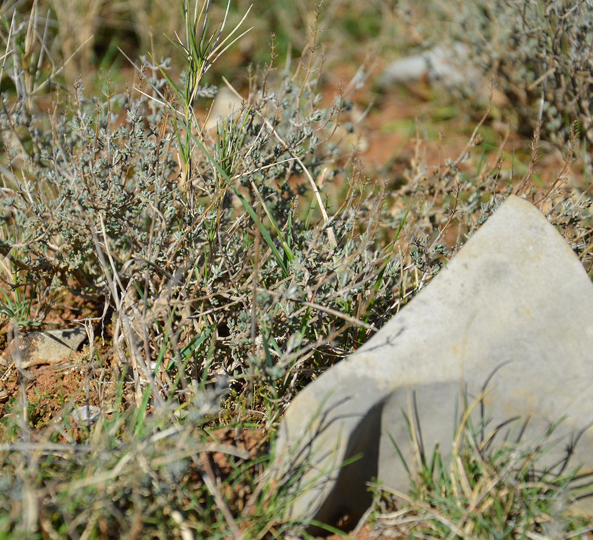 Cueillette sauvage de thym pour infusion de thym, romarin, gingembre équitables et bio