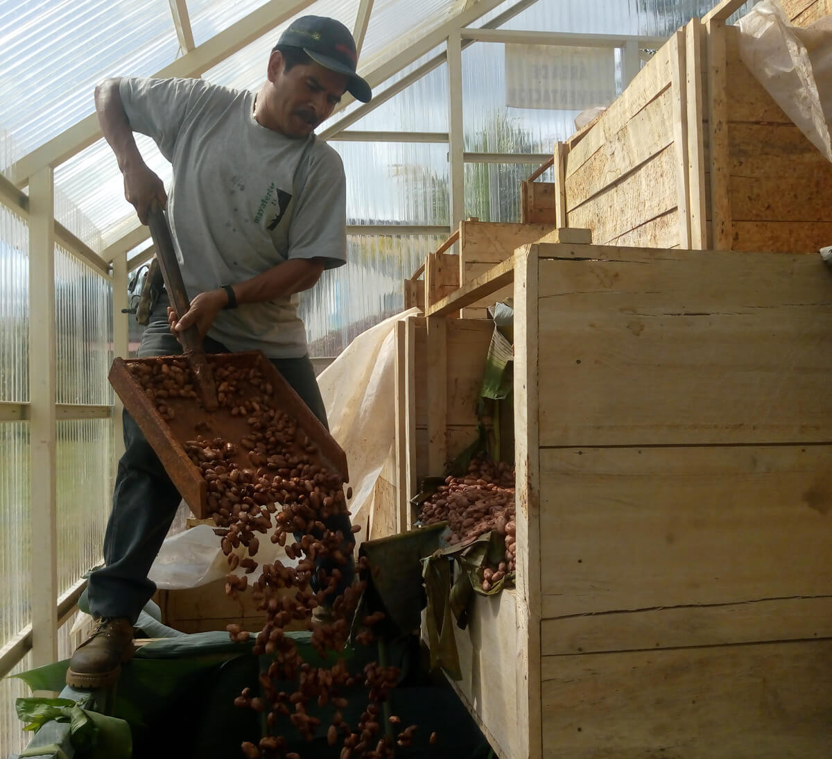 fermentation des fèves de cacao bio filière commerce équitable - chocolat gianduja noir amande et caramel
