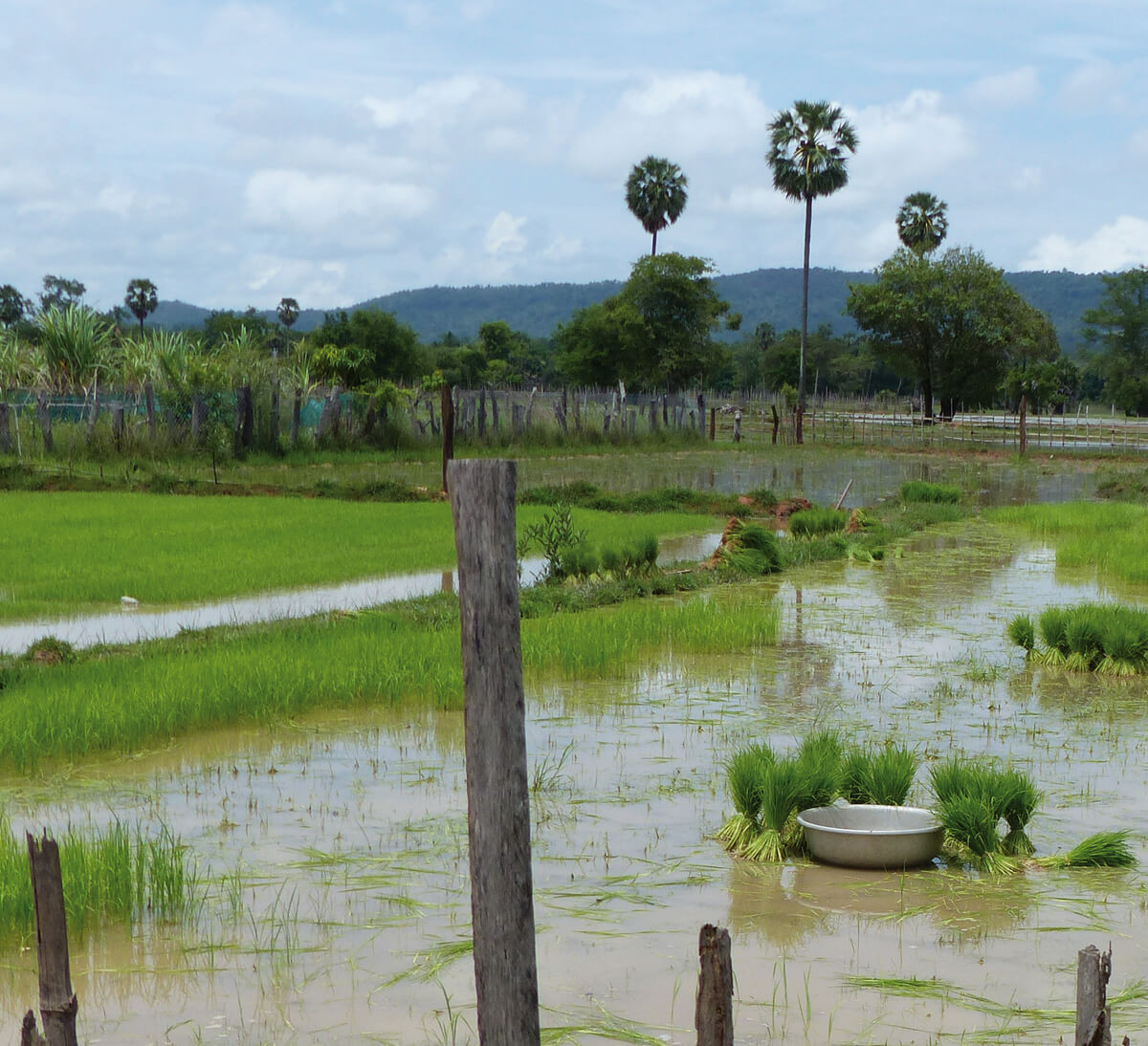 culture riz bio issu du commerce équitable au Cambodge variété Phka Malis