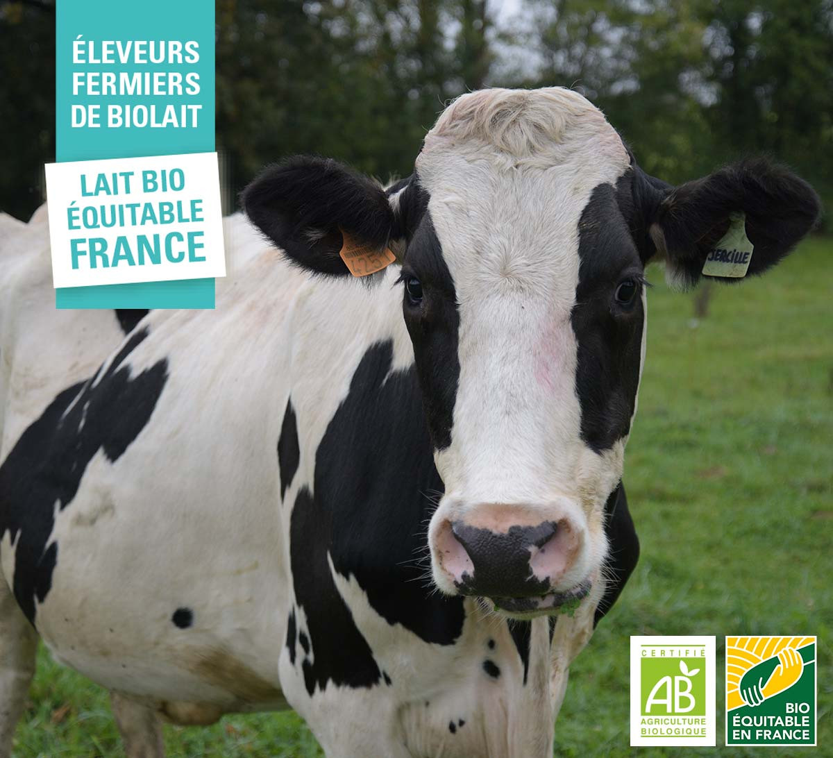 Vache des éleveurs fermiers de la coopérative biolait chocolat au lait français bio et équitable