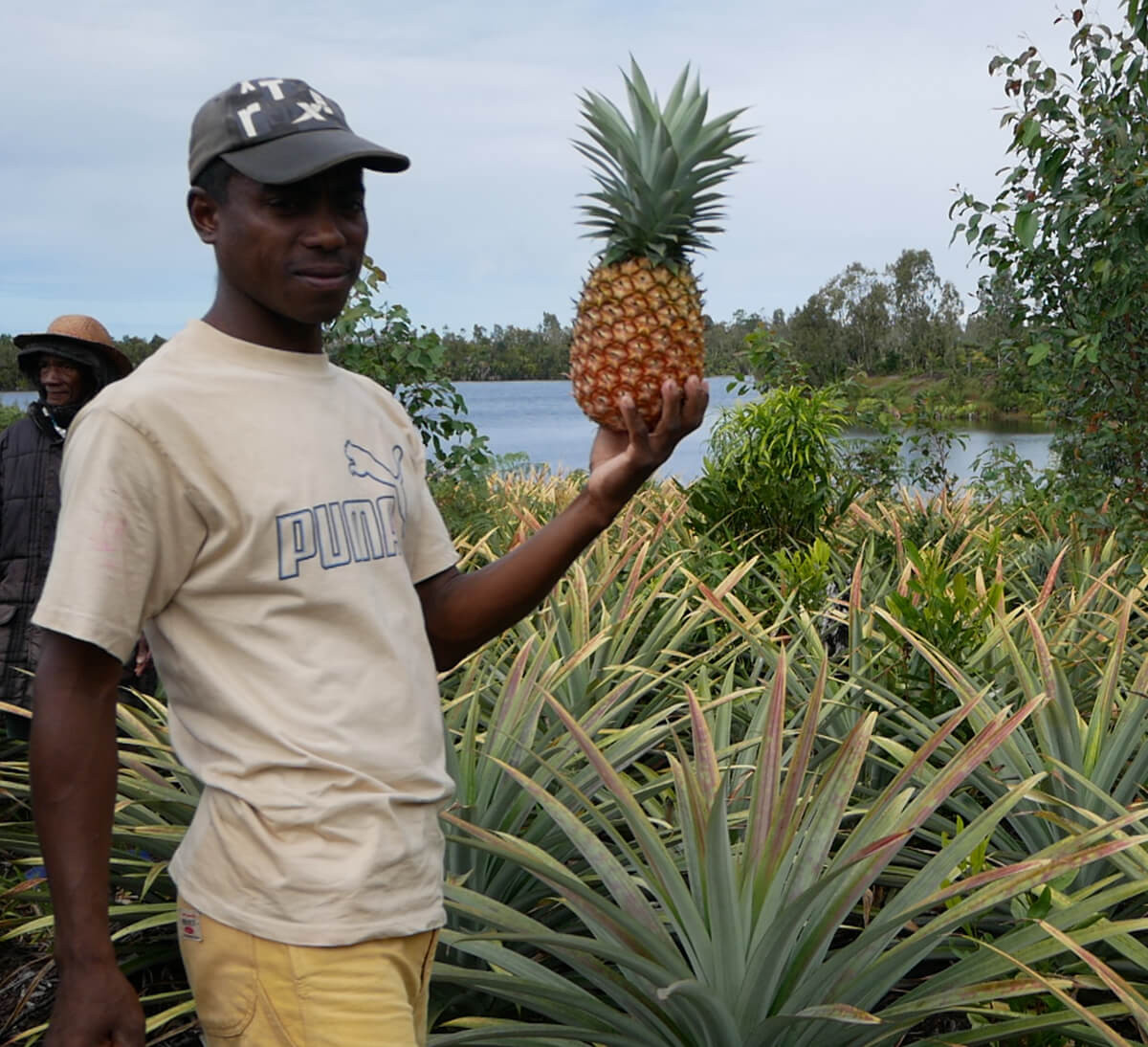 Ananas bio et équitable de Madagascar pour boisson pétillante Pomme & Gingembre