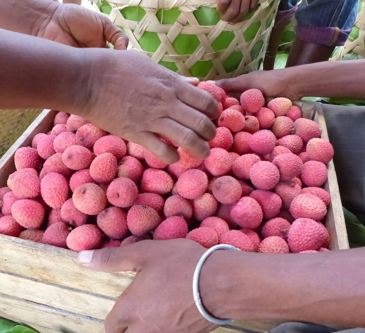 Litchis bio et équitables de Madagascar pour boisson pétillante Litchi & Hibiscus