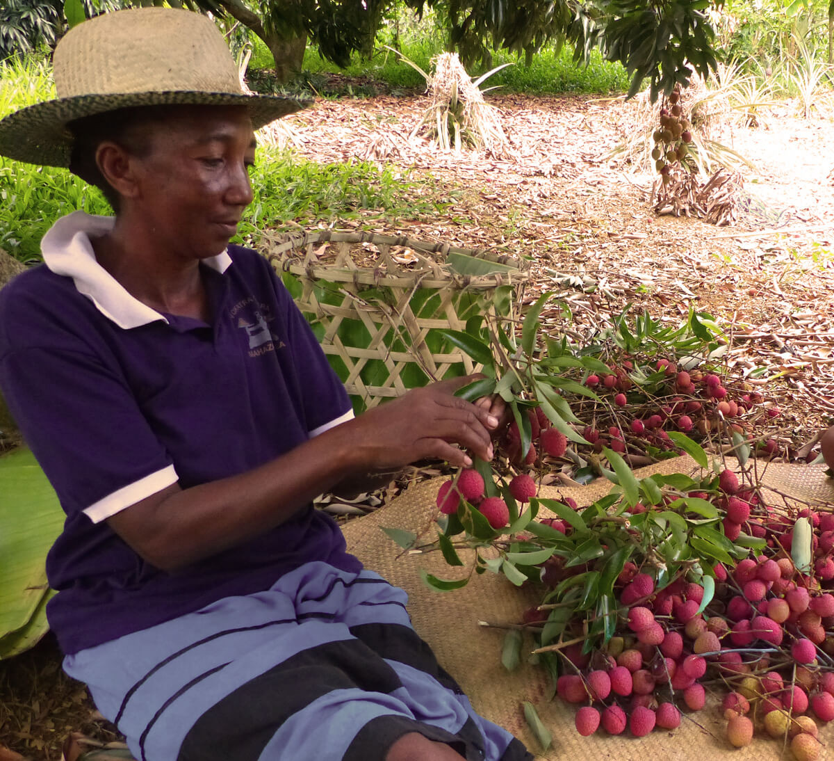 Productrice malgache de litchis bio et équitables de Madagascar pour boisson pétillante Litchi & Hibiscus