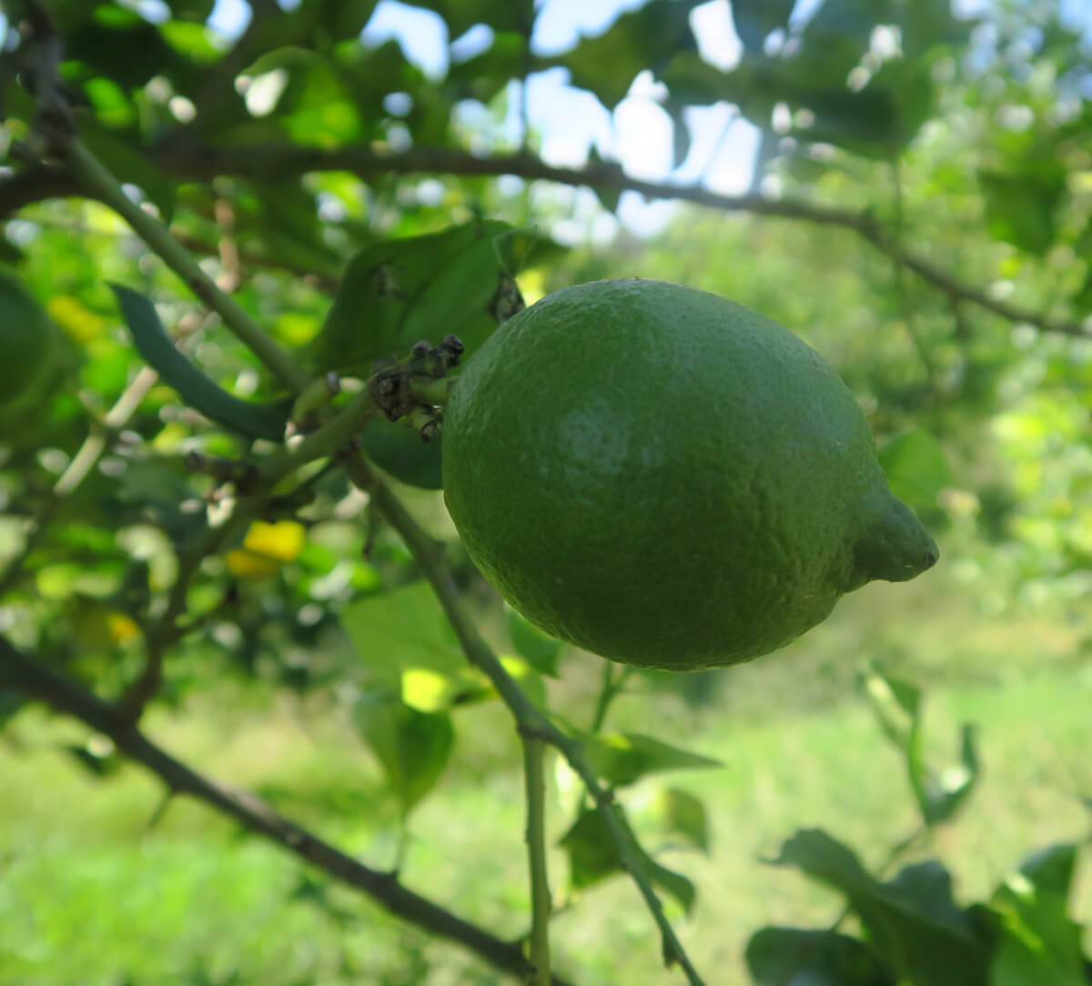 Citron bio de Corse issu du commerce équitable pour jus concentré