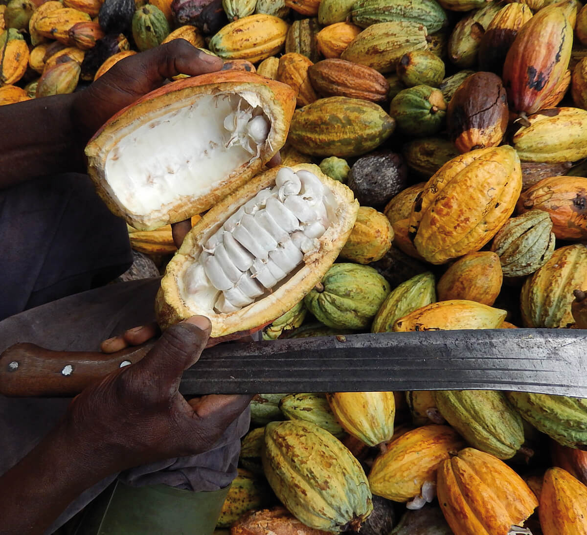 Cabosse de cacao de Côte d'Ivoire pour tablette de chocolat noir 74% Ethiquable